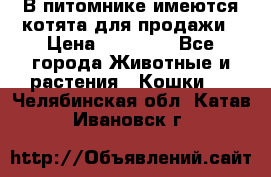 В питомнике имеются котята для продажи › Цена ­ 30 000 - Все города Животные и растения » Кошки   . Челябинская обл.,Катав-Ивановск г.